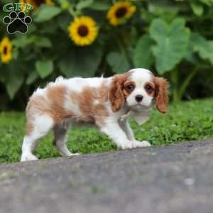 Granger, Cavalier King Charles Mix Puppy